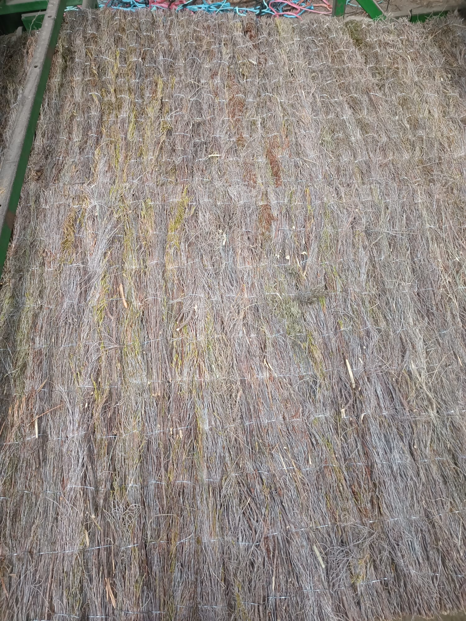 IMG-20241228-WA0026 brezo 2m